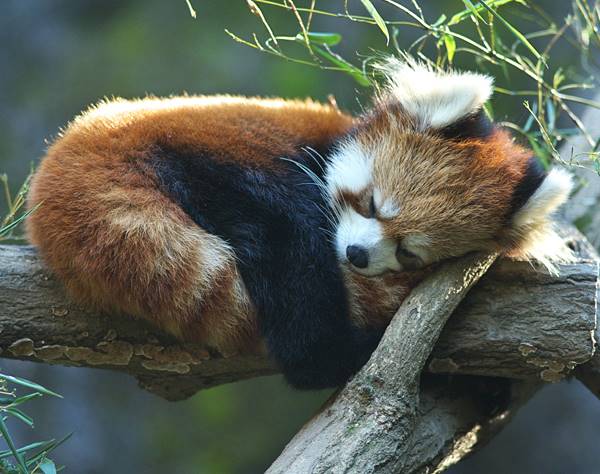 Red Panda Sleeping On A Tree