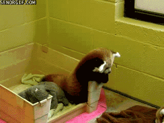 red-pandas-wrestling.gif