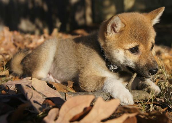 Shiba Inu As A Small Puppy