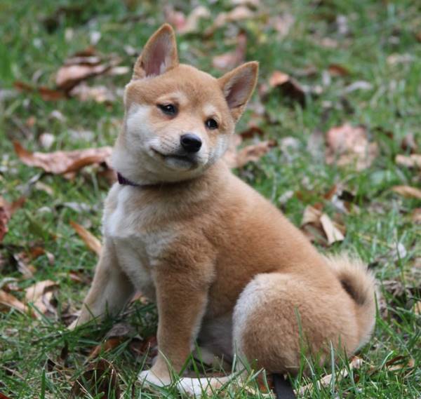 Shiba Inu Puppy In The Leaves