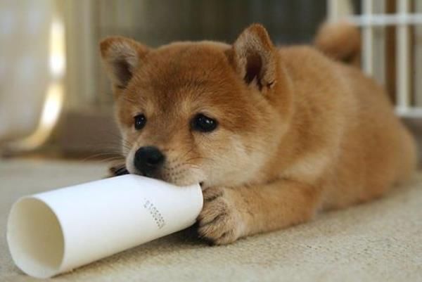 Shiba Inu Puppy