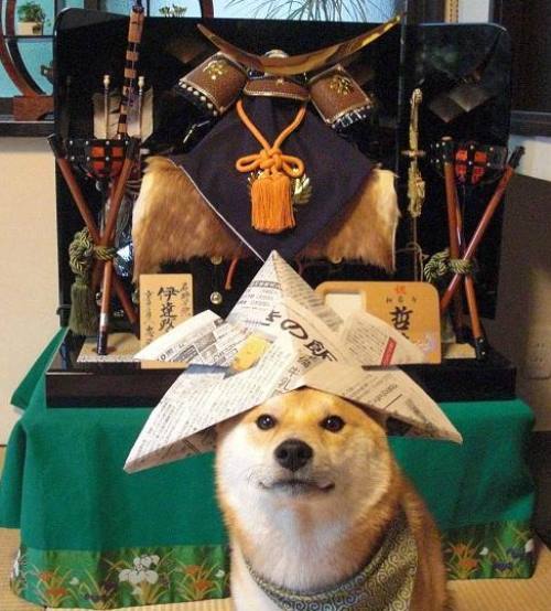 Shiba Inu Wearing A Hat