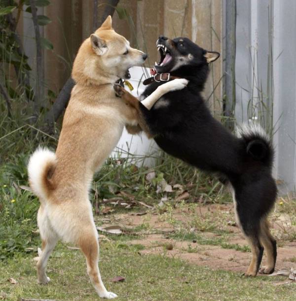 Shiba Inus Fighting