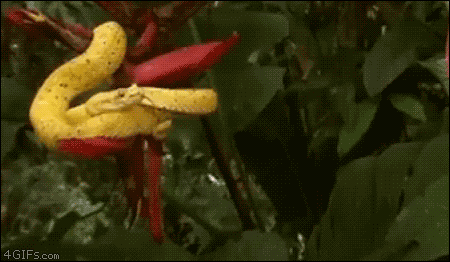 Snake Bites Balloon