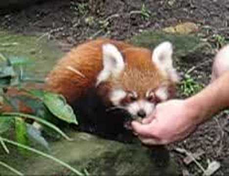 Video thumbnail for youtube video The Cutest Red Panda Photos Ever
