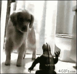 Cutest Dog GIFs Golden Retriever Versus Godzilla