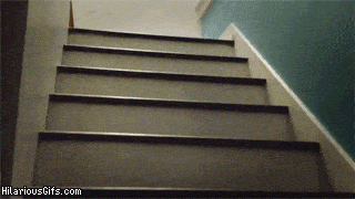 Cutest Dog GIFs Pug Climbing Stairs