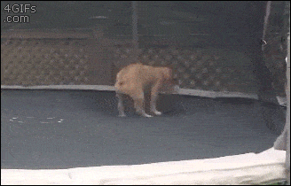 Dog On Trampoline GIF