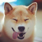45 Adorable Photos Of Maru, The Cutest Shiba Inu On Instagram Maru