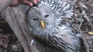 Petting An Owl GIF