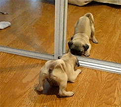 Pug Versus His Own Reflection