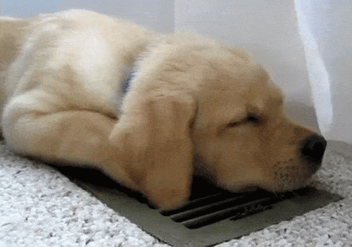 Puppy Chills Over The Air Conditioner GIF