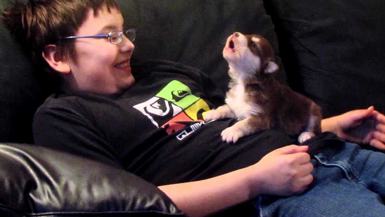 20 Day Old Husky Learns To Howl