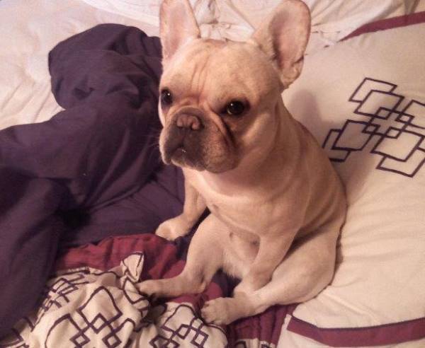 Adorable French Bulldog Pictures