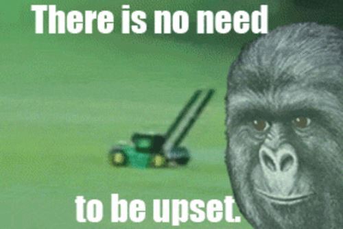 Internet GIFs