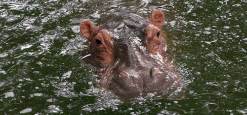 Hippo In The Water HD GIFs