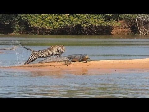 Jaguar Versus Crocodile