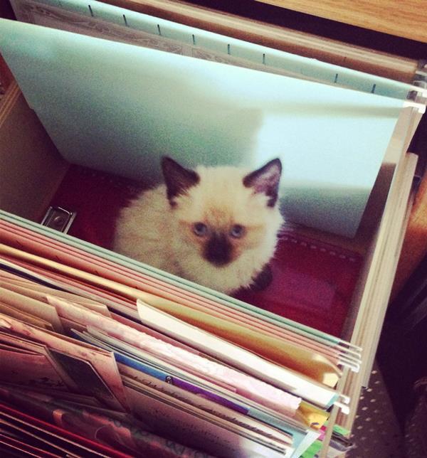 Kitten In Filing Cabinet