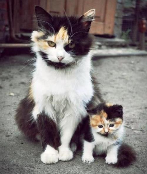Kitten Pictures Cute Mom And Cat