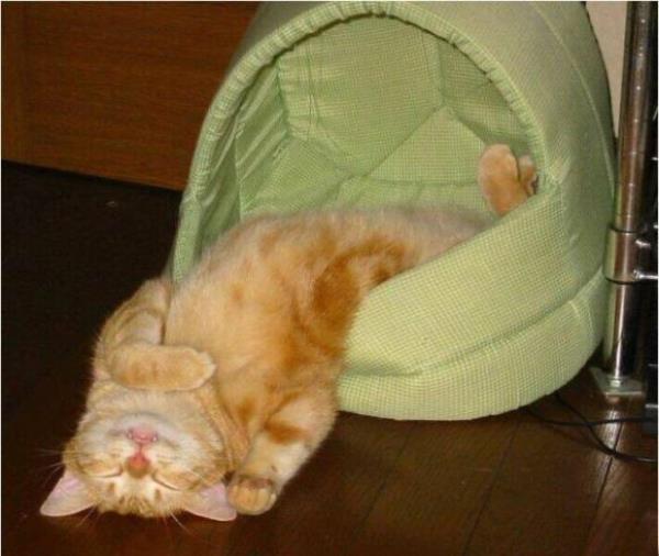 Sleeping Upside Down Kitten Pictures