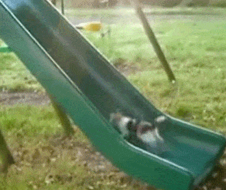 Cat Runs Up A Slide