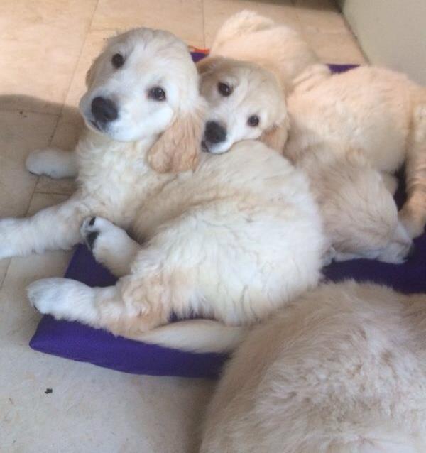 golden retriever puppies trade me dogs page 3 the pbh network golden retriever puppies trade me dogs page 3 the pbh network