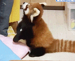 hilarious-gifs-red-panda.gif