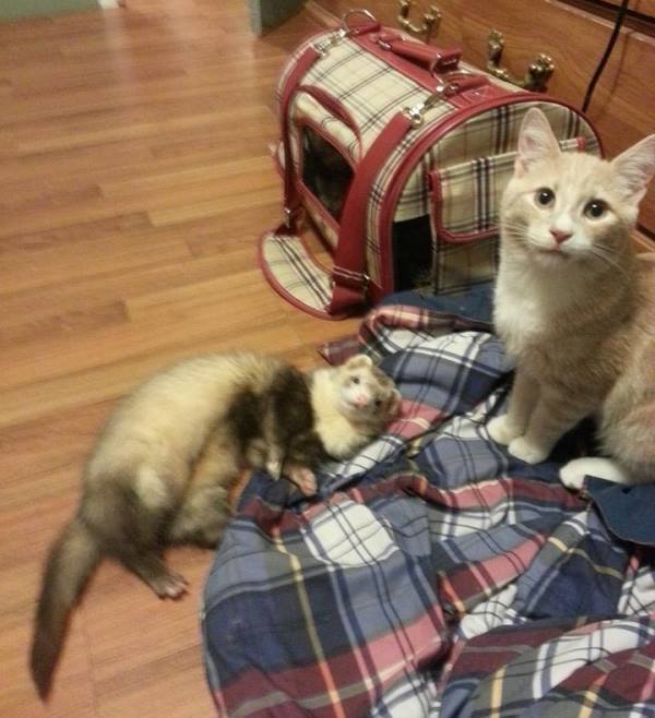 Cat And Ferret Playing PBH2
