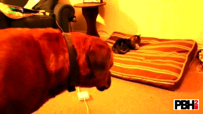 Cat Steals Bed From Big Dog