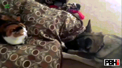 Cats Stealing Dog Beds GIFs