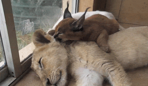 Caracal And Lion