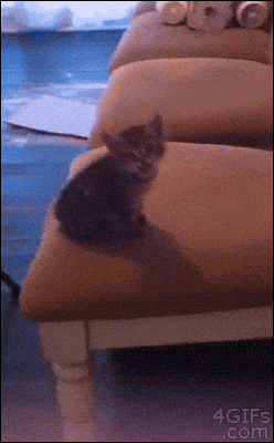 Cute Animals Kitten Jump