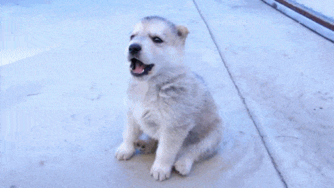 Puppy Howls For The First Time
