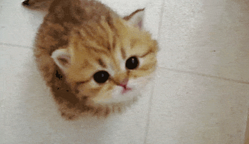 Tiniest Meow