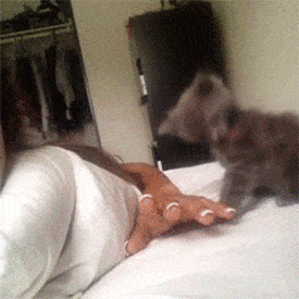Vicious Kitten Attack