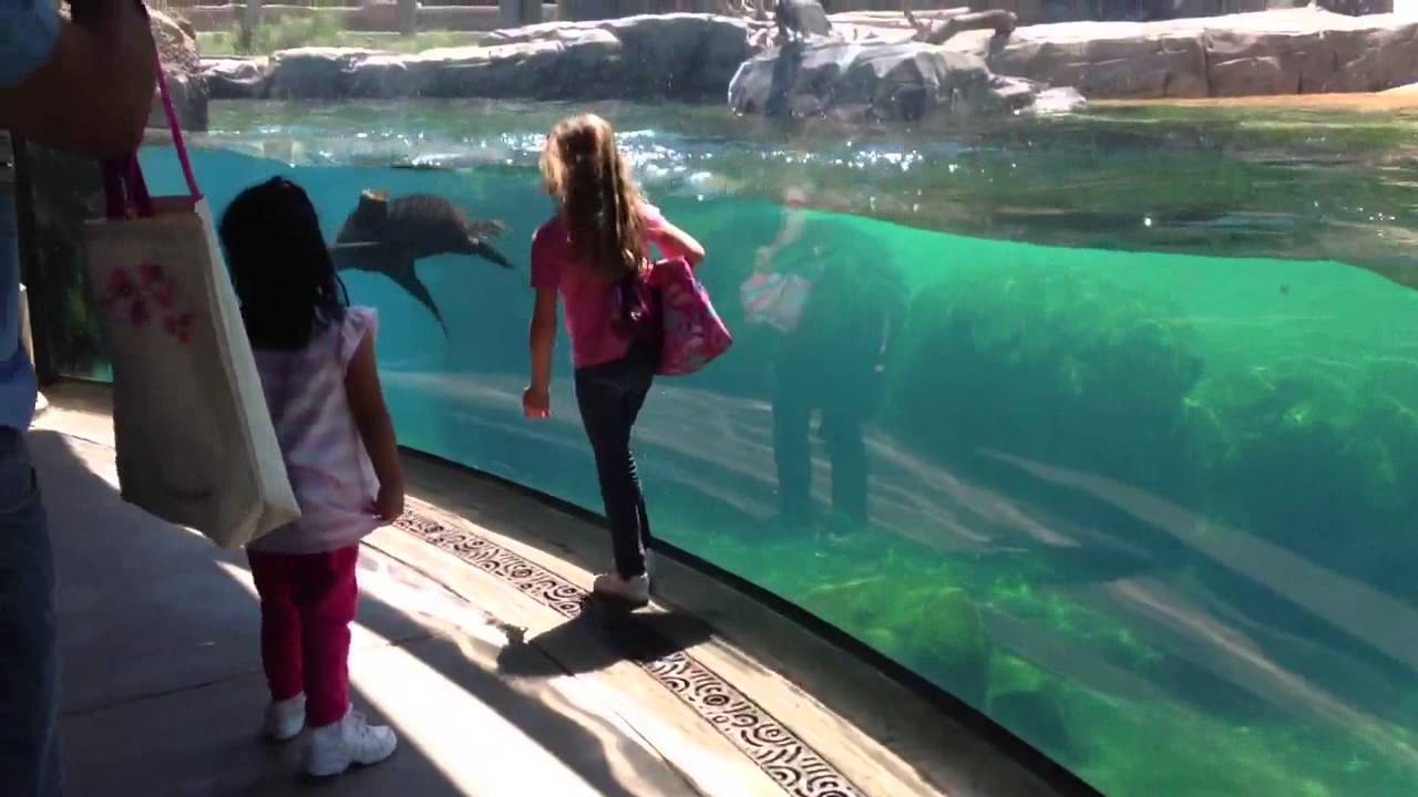 A Seal And A Little Girl Play Tag