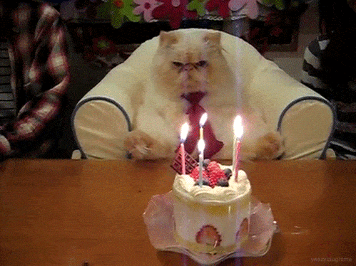 cat-birthday.gif