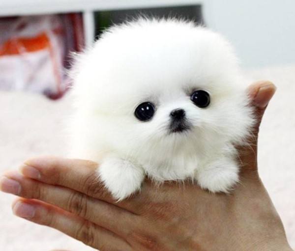 Baby Pomeranian Pictures