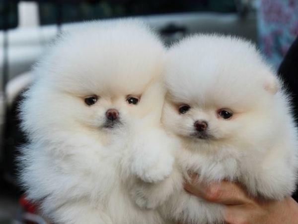 fluffy white pomeranian the cutest pomeranian pictures fluffy white pomeranian the cutest pomeranian pictures