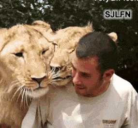 Lion Hugs