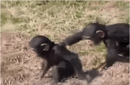 Monkey Pushes His Brother