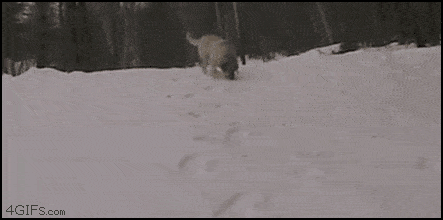 Puppy Experiences Snow For The First Time