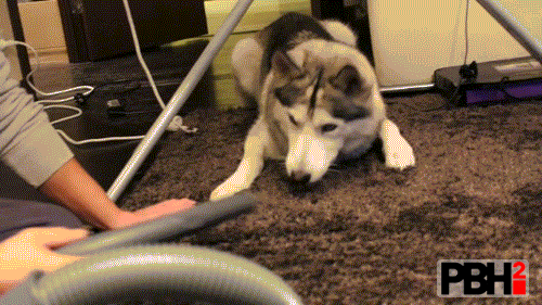 Husky Versus Vacuum