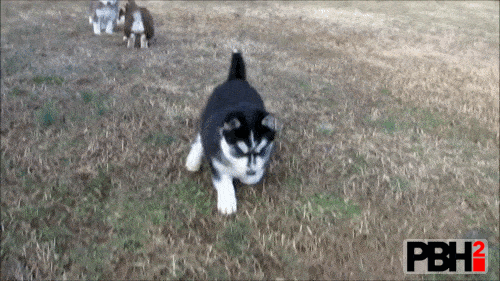 Husky Running