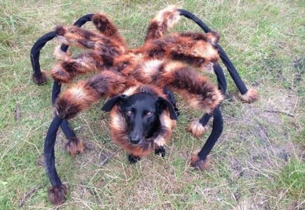 Chica Dog Spider Prank