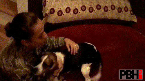 This Dog Going Crazy To Have Kisses Right On The Face