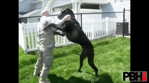Dogs Welcoming Soldiers Home GIFs