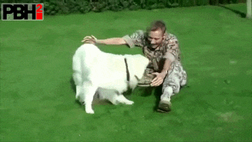 This Dog Welcoming His Owner Out In The Lawn