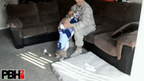 This Dog Is Wearing Special Costume To Welcome Her Dad