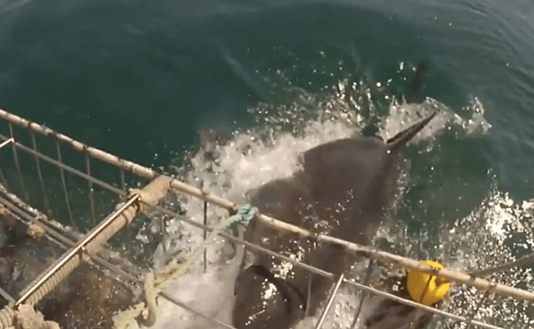 great-white-attacks-shark-cage